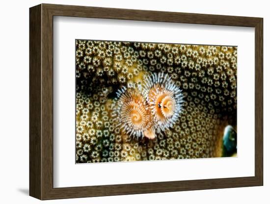 Coral Polyps on Caribbean Reef, Bonaire-Paul Souders-Framed Photographic Print