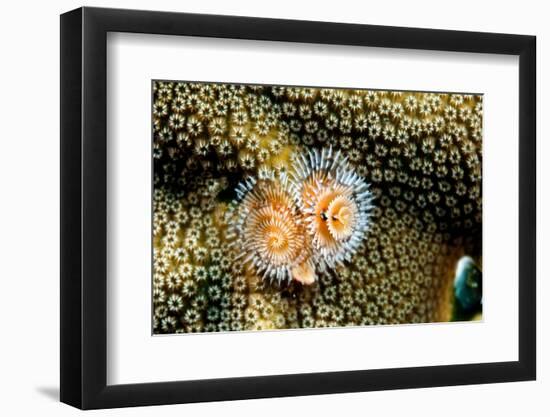 Coral Polyps on Caribbean Reef, Bonaire-Paul Souders-Framed Photographic Print