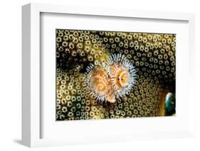 Coral Polyps on Caribbean Reef, Bonaire-Paul Souders-Framed Photographic Print