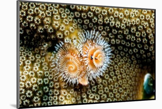 Coral Polyps on Caribbean Reef, Bonaire-Paul Souders-Mounted Photographic Print