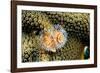 Coral Polyps on Caribbean Reef, Bonaire-Paul Souders-Framed Photographic Print