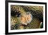 Coral Polyps on Caribbean Reef, Bonaire-Paul Souders-Framed Photographic Print