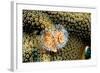 Coral Polyps on Caribbean Reef, Bonaire-Paul Souders-Framed Photographic Print