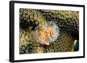 Coral Polyps on Caribbean Reef, Bonaire-Paul Souders-Framed Photographic Print