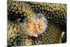 Coral Polyps on Caribbean Reef, Bonaire-Paul Souders-Mounted Photographic Print