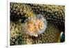 Coral Polyps on Caribbean Reef, Bonaire-Paul Souders-Framed Photographic Print