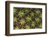 Coral Polyps Wait for Plankton on a Reef-Stocktrek Images-Framed Photographic Print