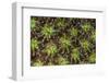 Coral Polyps Wait for Plankton on a Reef-Stocktrek Images-Framed Photographic Print