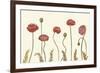 Coral Poppy Display I-Sandra Iafrate-Framed Art Print