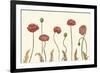 Coral Poppy Display I-Sandra Iafrate-Framed Art Print