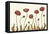 Coral Poppy Display II-Sandra Iafrate-Framed Stretched Canvas