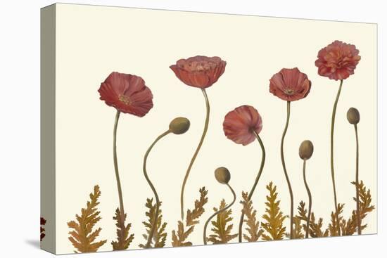 Coral Poppy Display II-Sandra Iafrate-Stretched Canvas