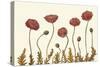 Coral Poppy Display II-Sandra Iafrate-Stretched Canvas