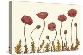 Coral Poppy Display II-Sandra Iafrate-Stretched Canvas