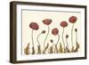 Coral Poppy Display II-Sandra Iafrate-Framed Art Print