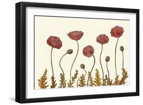 Coral Poppy Display II-Sandra Iafrate-Framed Art Print