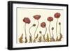 Coral Poppy Display II-Sandra Iafrate-Framed Art Print