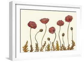 Coral Poppy Display II-Sandra Iafrate-Framed Art Print