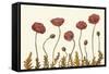 Coral Poppy Display II-Sandra Iafrate-Framed Stretched Canvas