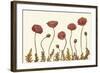 Coral Poppy Display II-Sandra Iafrate-Framed Art Print