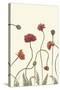 Coral Poppy Display III-Sandra Iafrate-Stretched Canvas