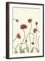 Coral Poppy Display III-Sandra Iafrate-Framed Art Print