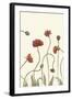 Coral Poppy Display III-Sandra Iafrate-Framed Art Print