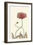 Coral Poppy Display IV-Sandra Iafrate-Framed Art Print