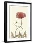 Coral Poppy Display IV-Sandra Iafrate-Framed Art Print