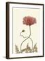 Coral Poppy Display IV-Sandra Iafrate-Framed Art Print