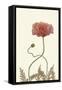 Coral Poppy Display IV-Sandra Iafrate-Framed Stretched Canvas