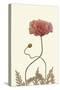 Coral Poppy Display IV-Sandra Iafrate-Stretched Canvas