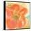 Coral Poppy II-Chris Paschke-Framed Stretched Canvas