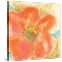 Coral Poppy II-Chris Paschke-Stretched Canvas