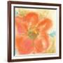 Coral Poppy II-Chris Paschke-Framed Art Print