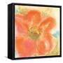 Coral Poppy II-Chris Paschke-Framed Stretched Canvas