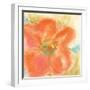 Coral Poppy II-Chris Paschke-Framed Art Print