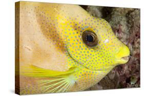 Coral Rabbitfish portrait, Tubbataha Reef Natural Park, Cagayancillo, Palawan, Philippines-Franco Banfi-Stretched Canvas