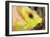 Coral Rabbitfish portrait, Tubbataha Reef Natural Park, Cagayancillo, Palawan, Philippines-Franco Banfi-Framed Photographic Print