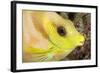 Coral Rabbitfish portrait, Tubbataha Reef Natural Park, Cagayancillo, Palawan, Philippines-Franco Banfi-Framed Photographic Print