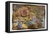 Coral Reef 1-Theo Westenberger-Framed Stretched Canvas