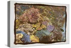 Coral Reef 1-Theo Westenberger-Stretched Canvas