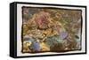 Coral Reef 1-Theo Westenberger-Framed Stretched Canvas