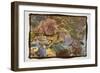 Coral Reef 1-Theo Westenberger-Framed Photographic Print