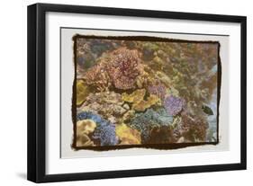 Coral Reef 1-Theo Westenberger-Framed Photographic Print