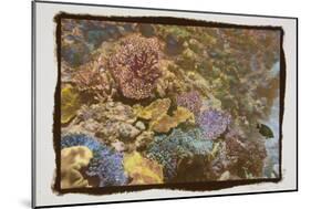 Coral Reef 1-Theo Westenberger-Mounted Photographic Print