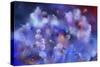 Coral Reef 22-RUNA-Stretched Canvas