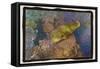 Coral Reef 2-Theo Westenberger-Framed Stretched Canvas