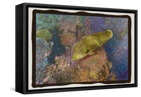 Coral Reef 2-Theo Westenberger-Framed Stretched Canvas