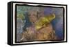 Coral Reef 2-Theo Westenberger-Framed Stretched Canvas